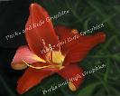 Sherman Gardens Flame Lily